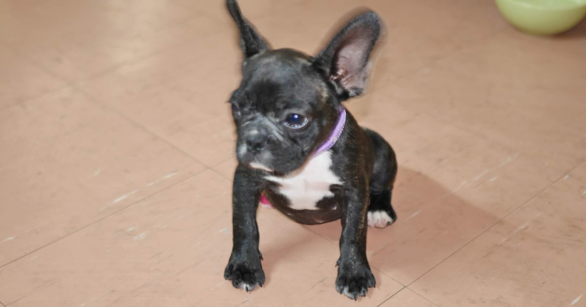 Are French Bulldogs Easy To Train? With 10 Essential Steps for Training